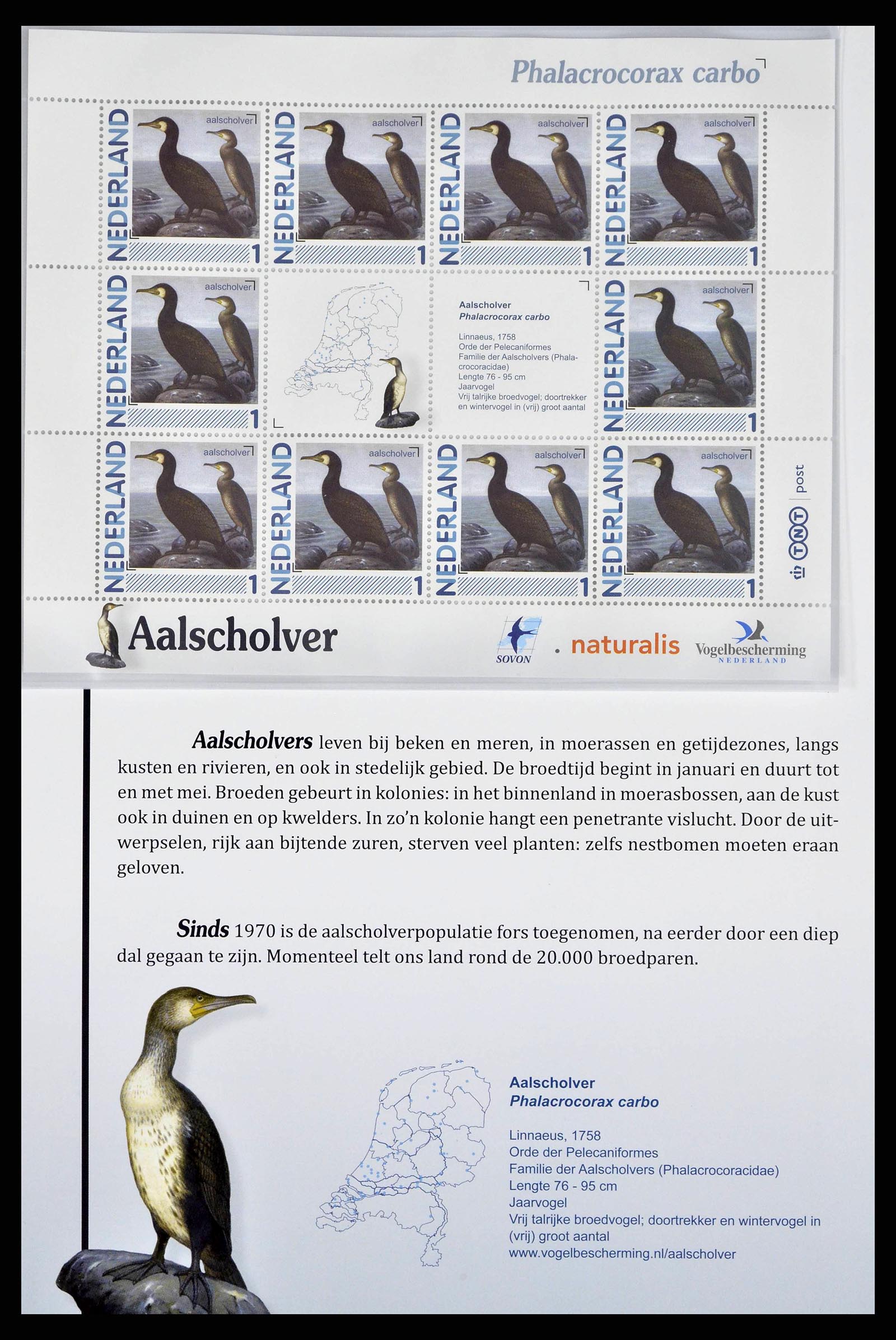 38383 0001 - Stamp collection 38383 Netherlands Dutch birds.