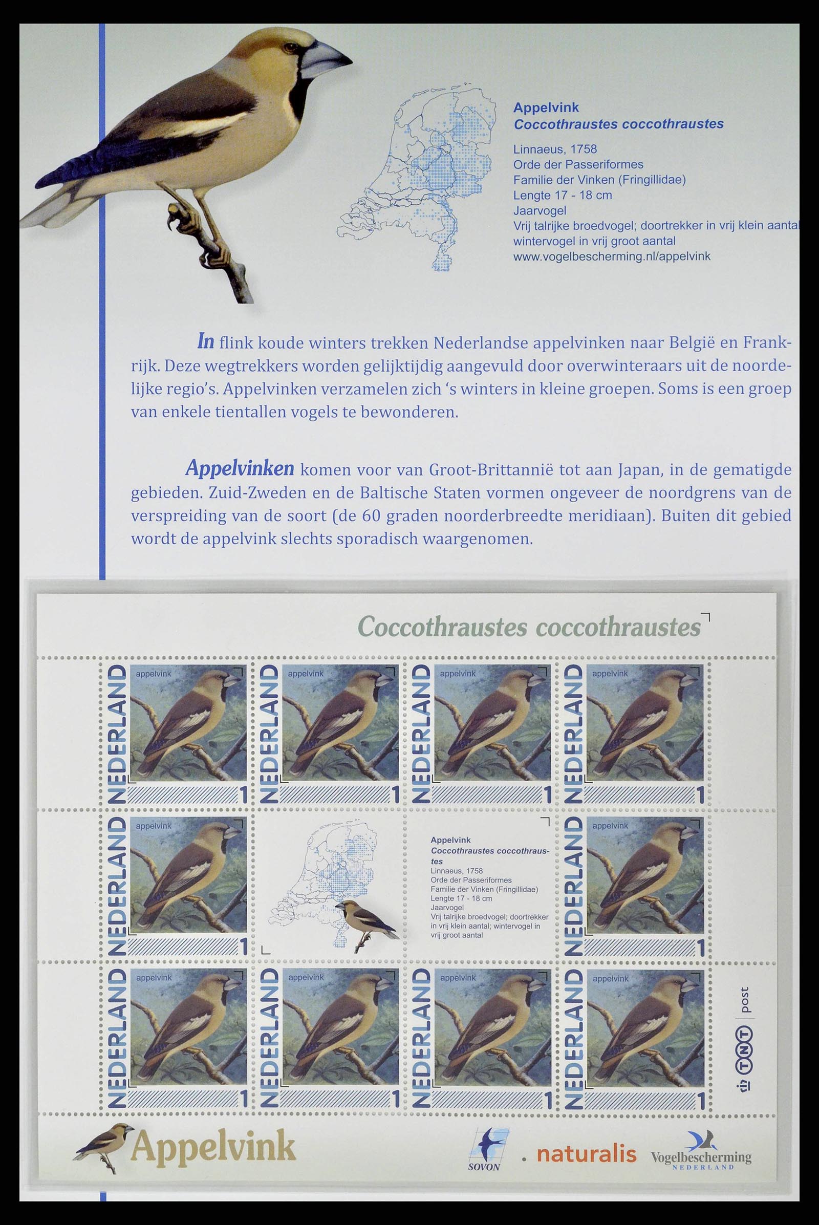 38383 0002 - Stamp collection 38383 Netherlands Dutch birds.