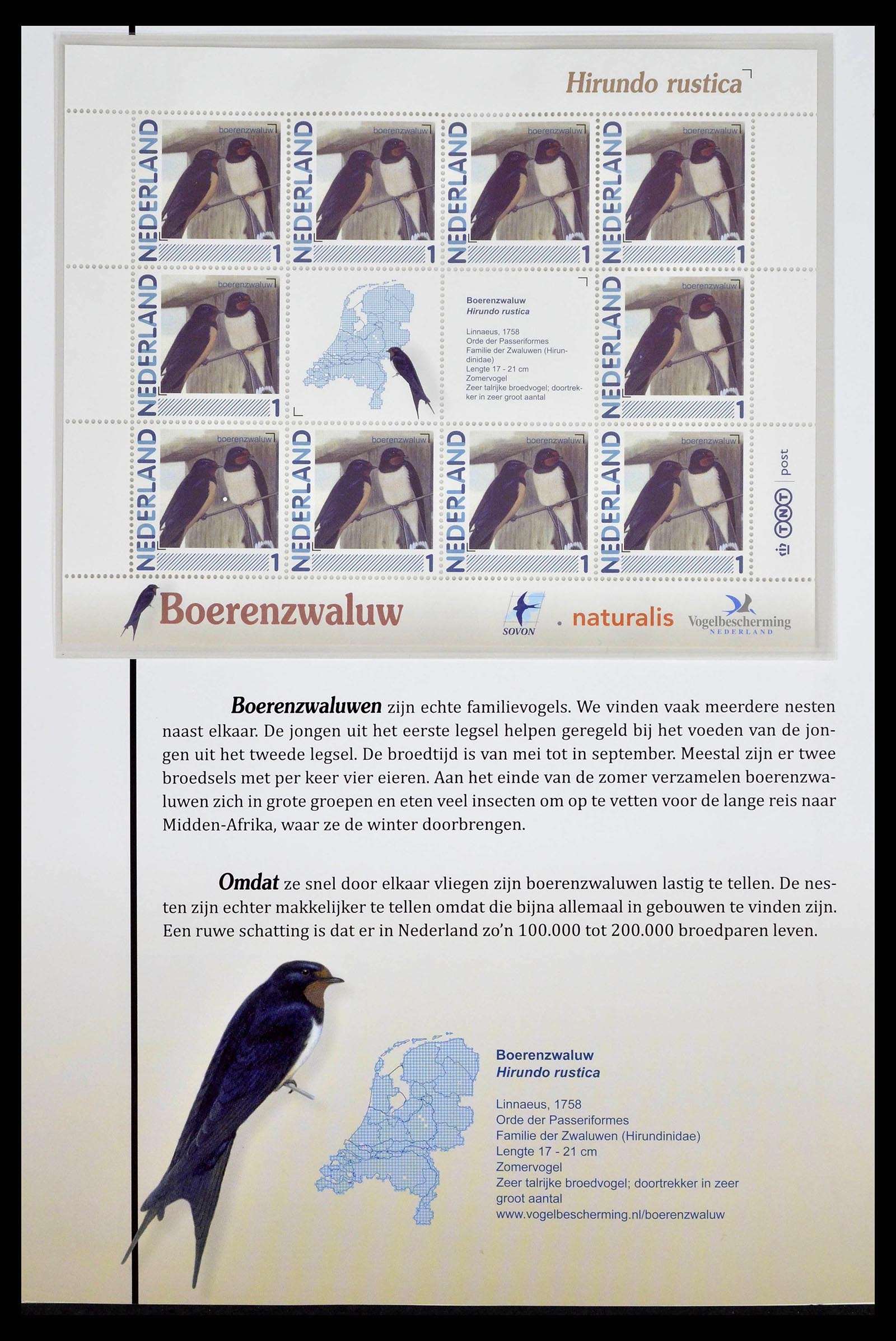 38383 0005 - Stamp collection 38383 Netherlands Dutch birds.