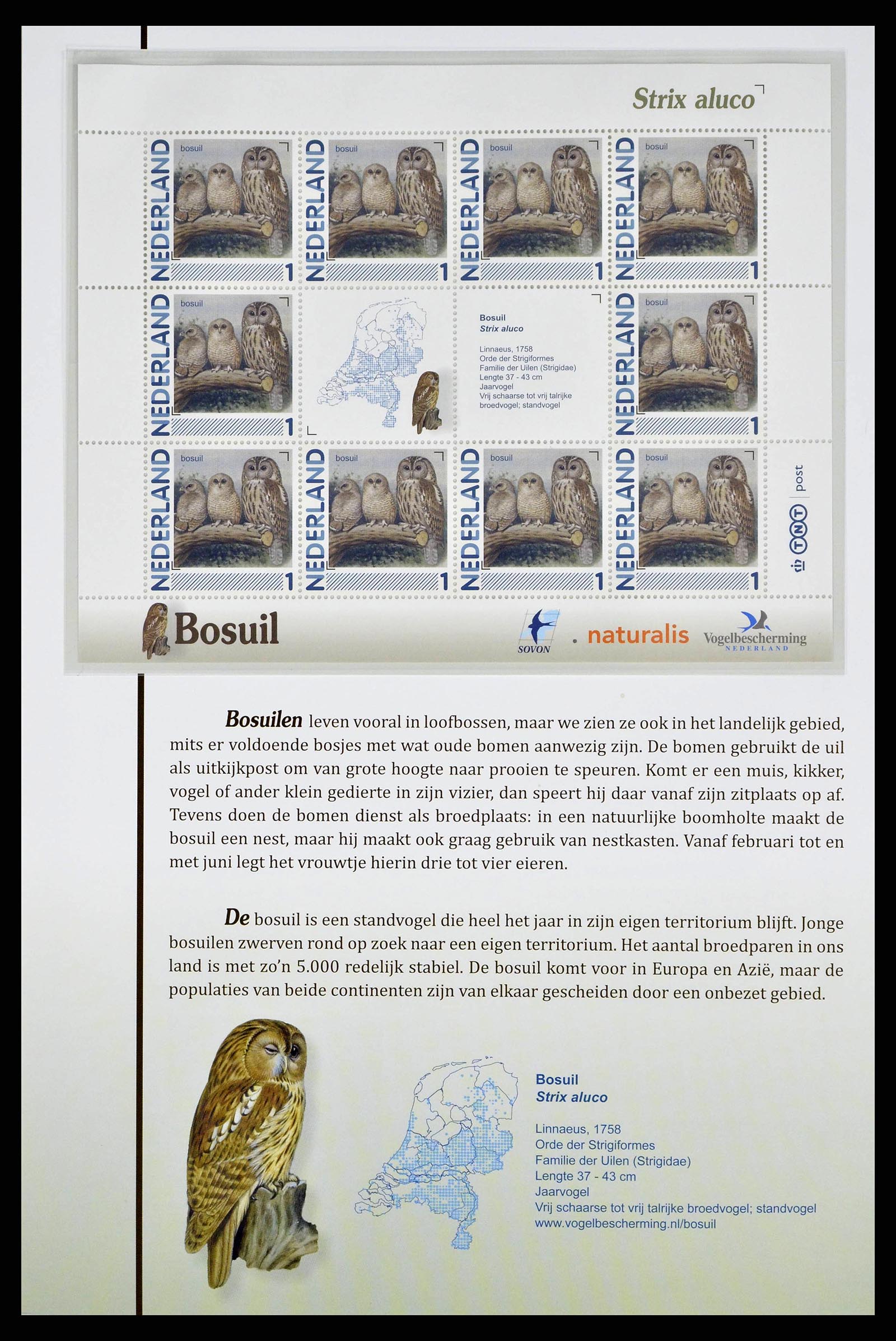 38383 0007 - Stamp collection 38383 Netherlands Dutch birds.