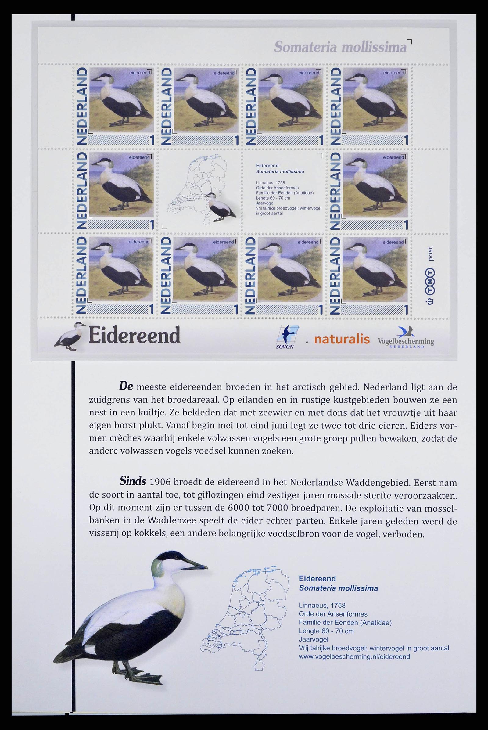 38383 0009 - Stamp collection 38383 Netherlands Dutch birds.