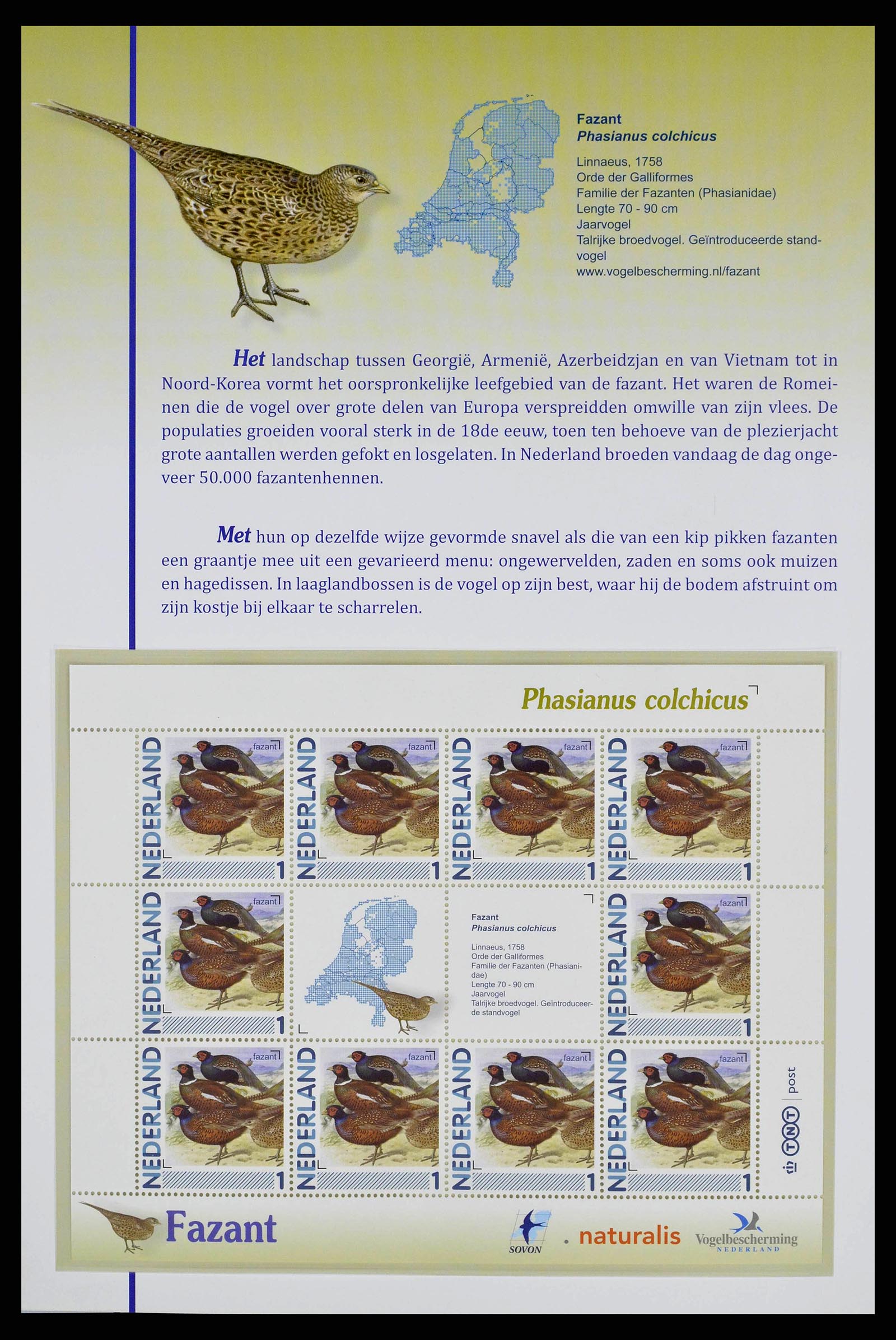 38383 0011 - Stamp collection 38383 Netherlands Dutch birds.