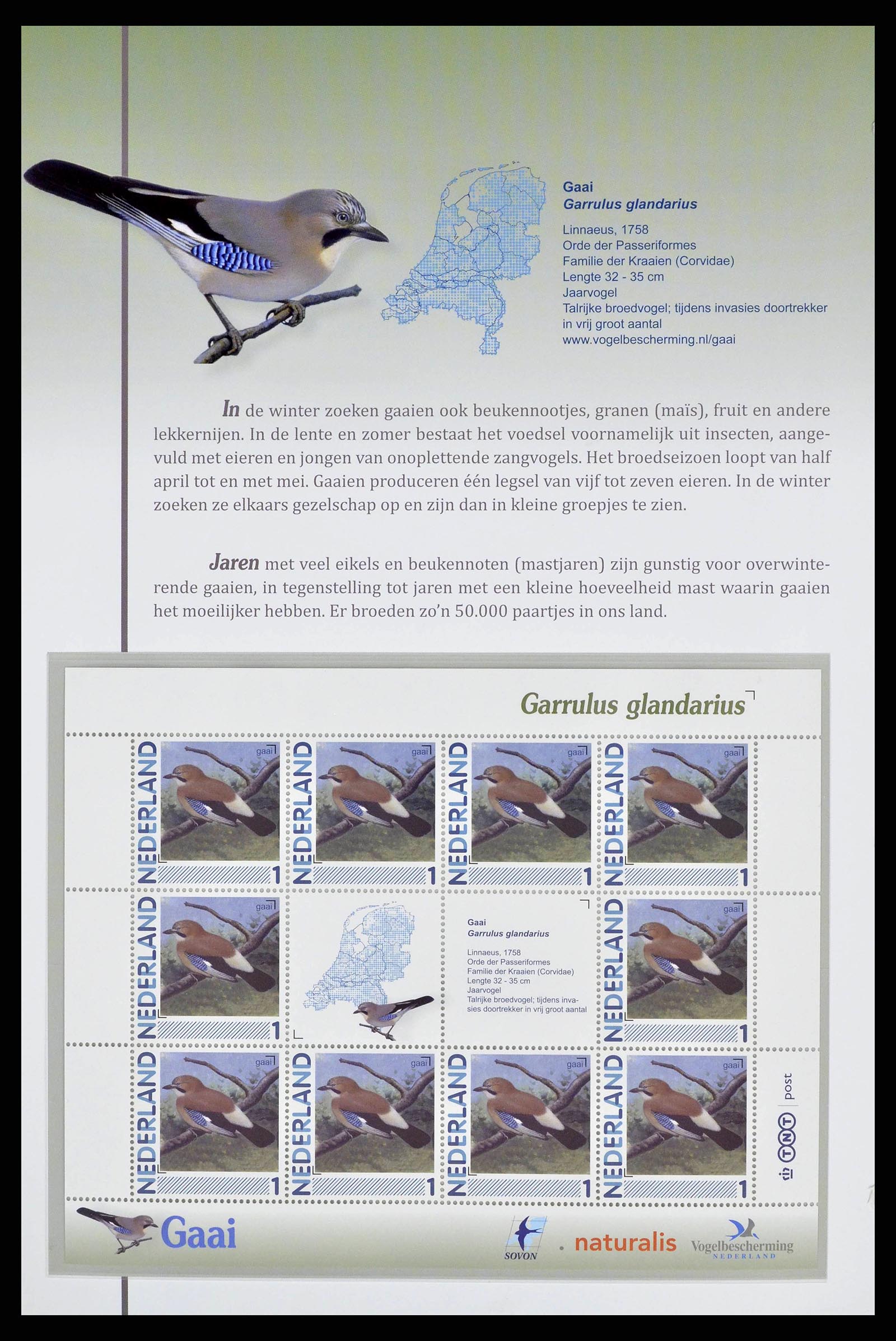 38383 0013 - Stamp collection 38383 Netherlands Dutch birds.