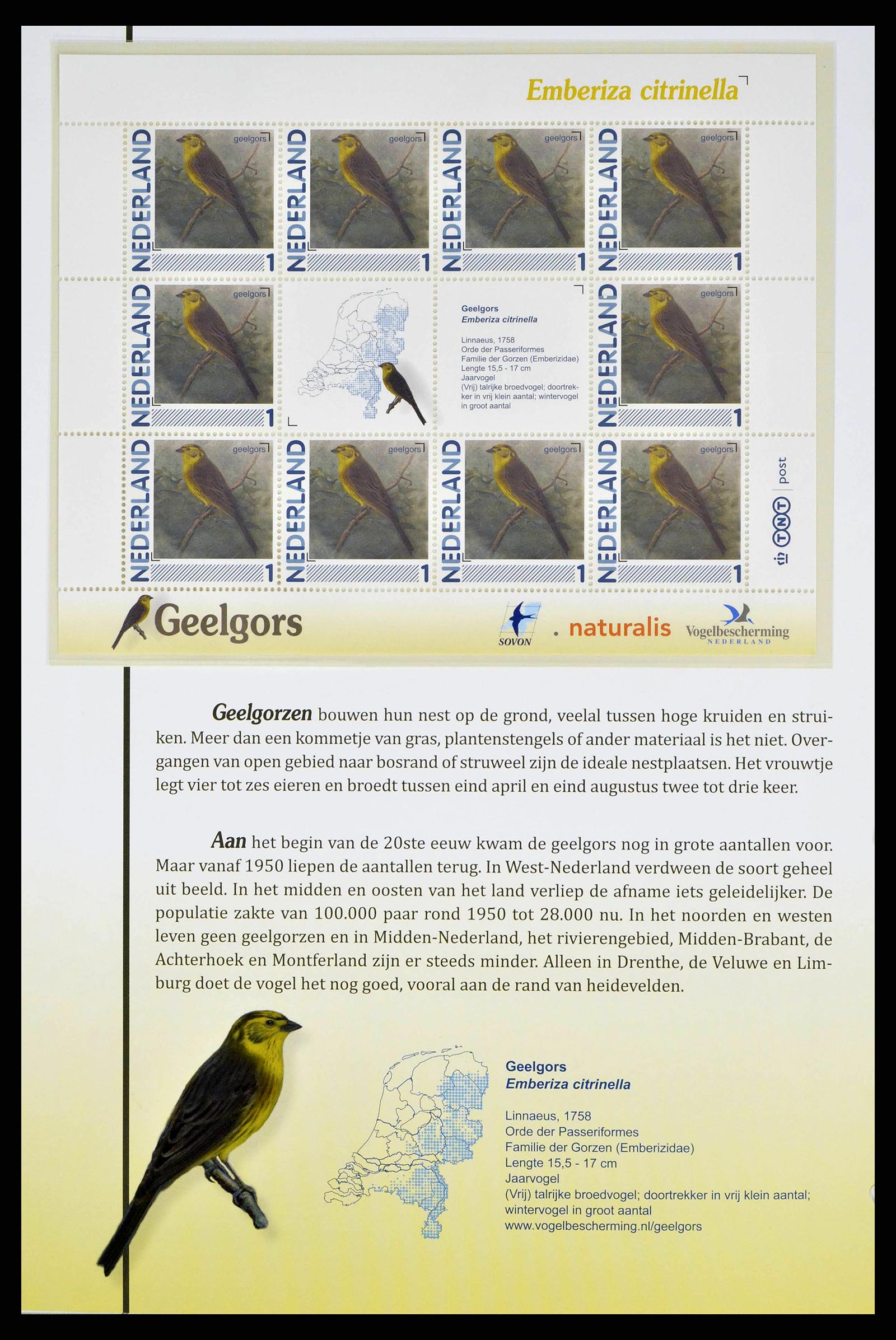 38383 0014 - Stamp collection 38383 Netherlands Dutch birds.