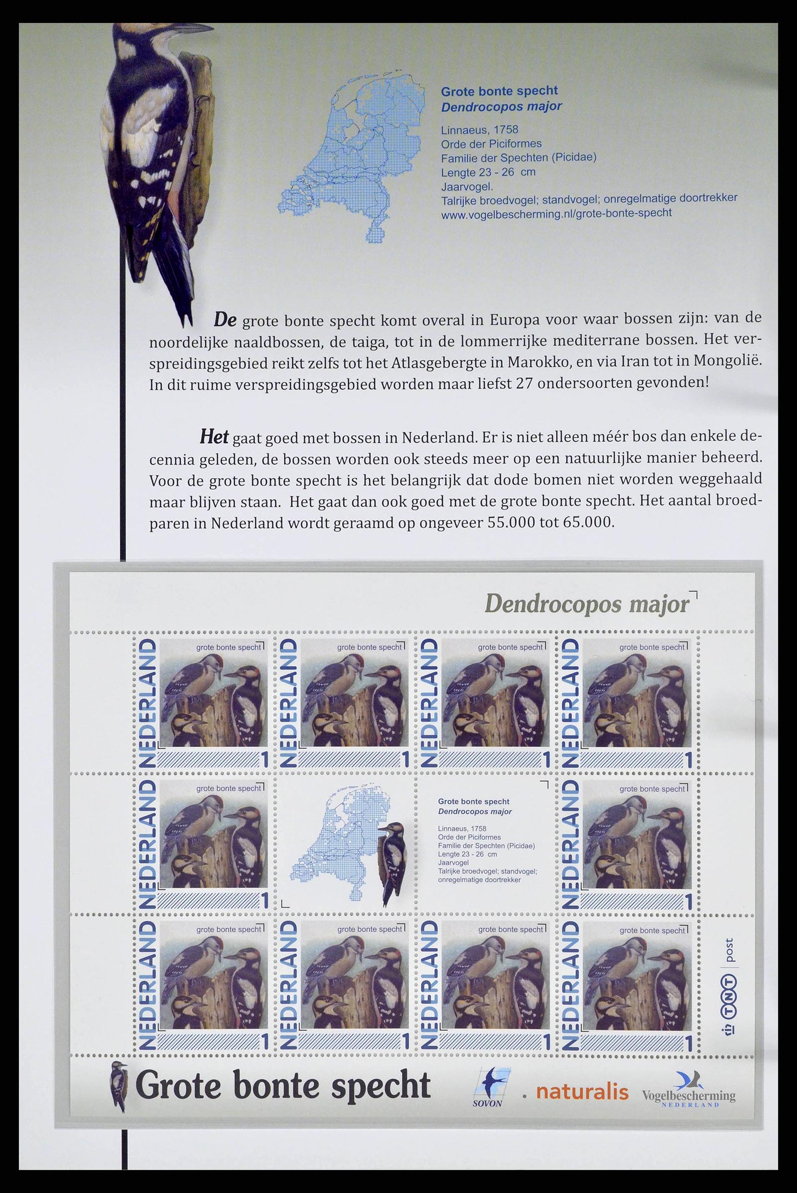 38383 0019 - Stamp collection 38383 Netherlands Dutch birds.