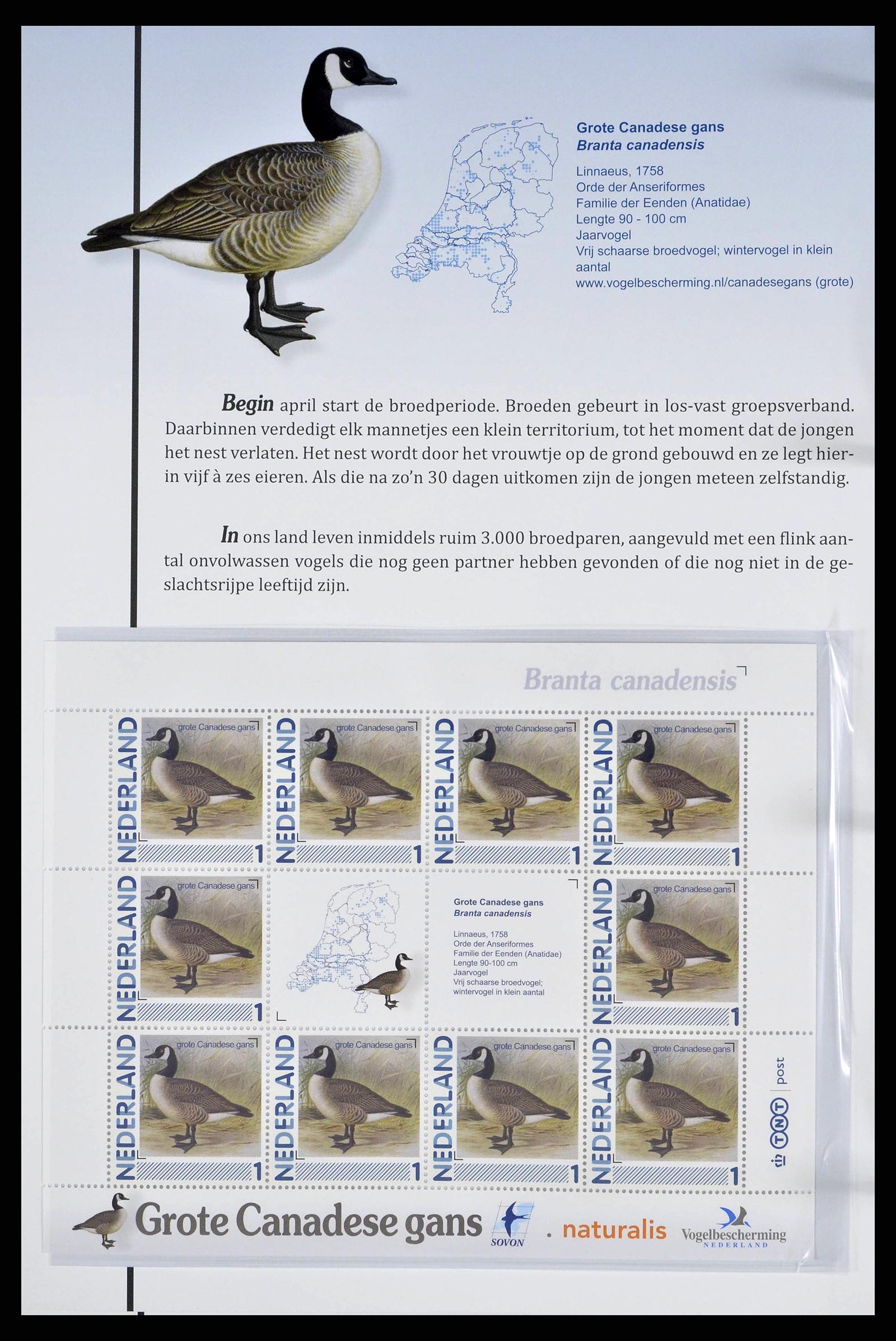 38383 0020 - Stamp collection 38383 Netherlands Dutch birds.