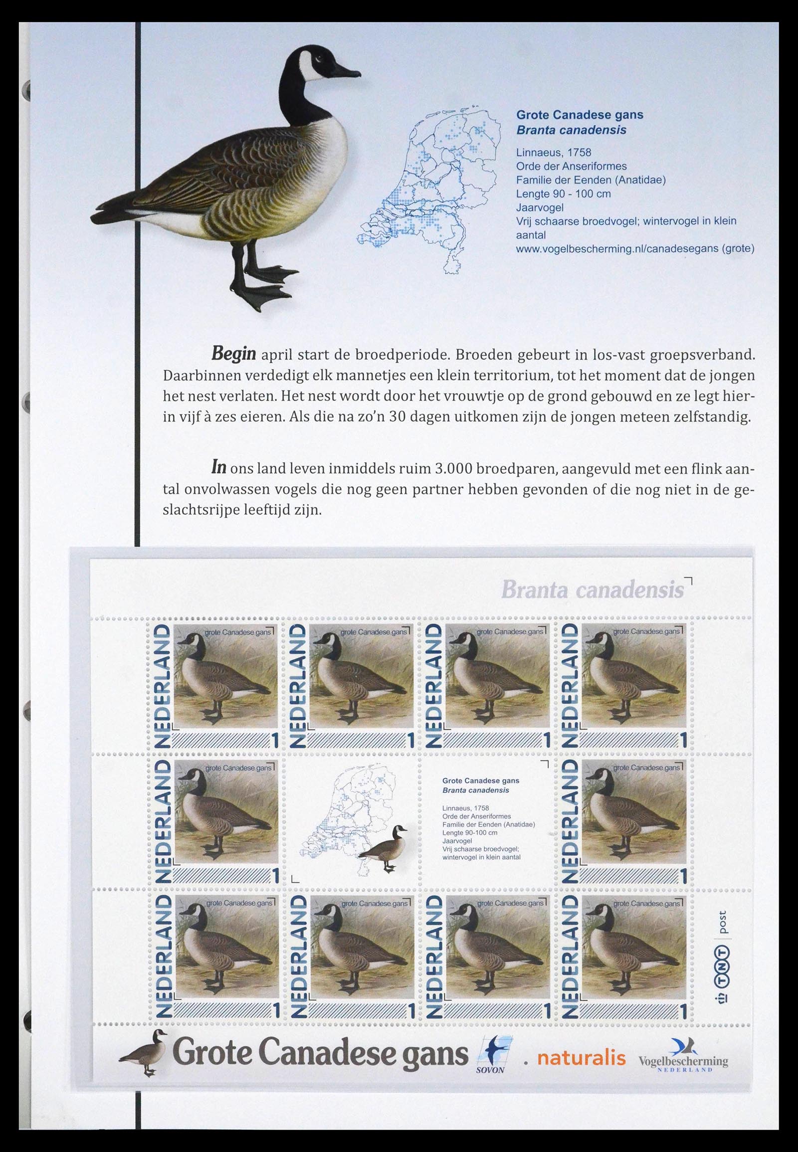 39794 0007 - Postzegelverzameling 39794 Vogels in Nederland.