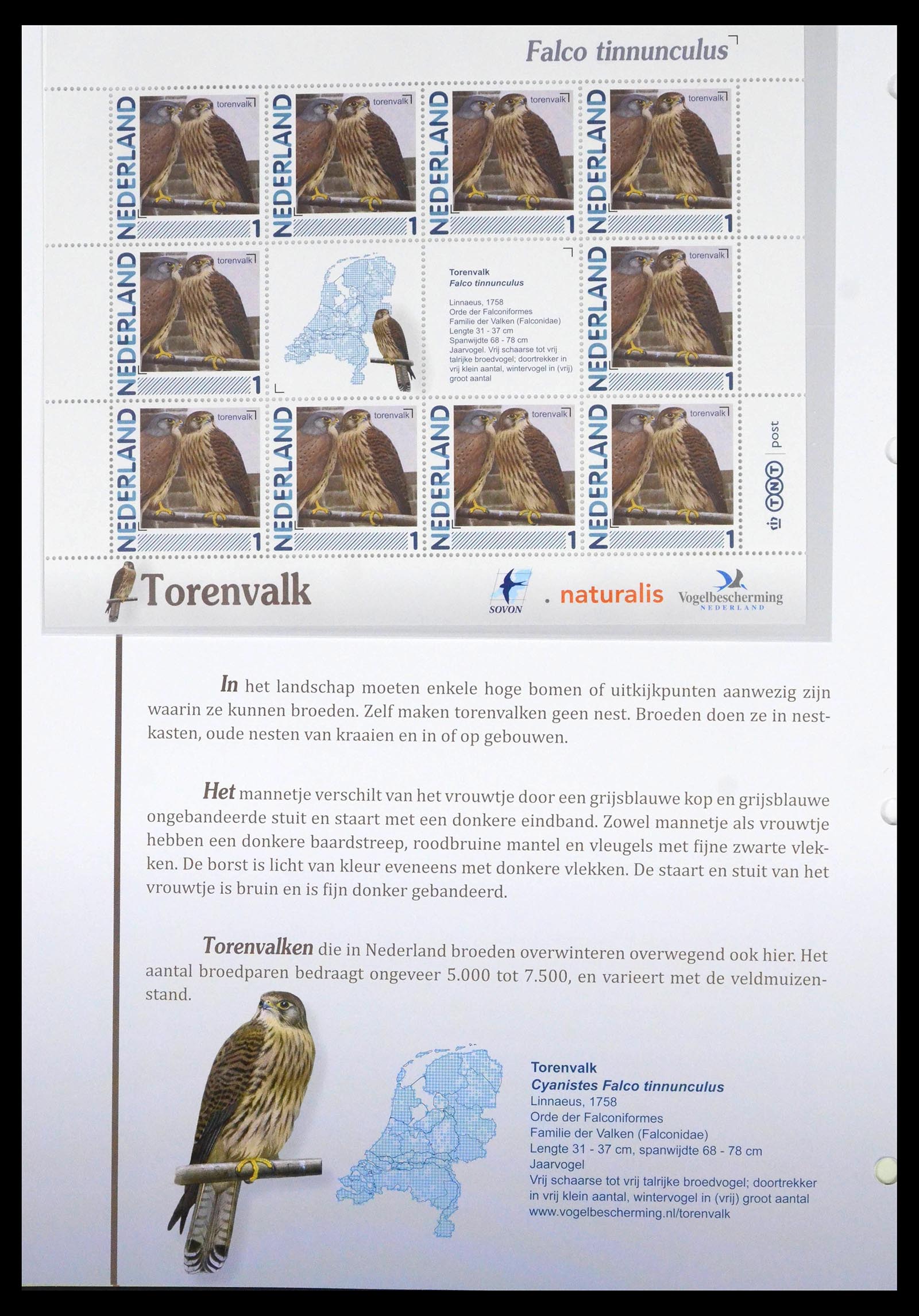 39794 0020 - Postzegelverzameling 39794 Vogels in Nederland.